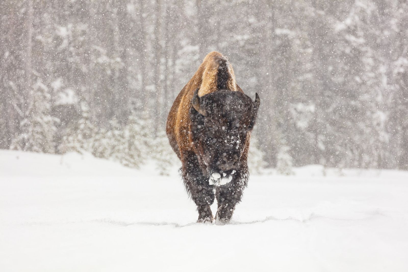 Un bisonte solitario camina de frente hacia la cámara bajo una nevada intensa